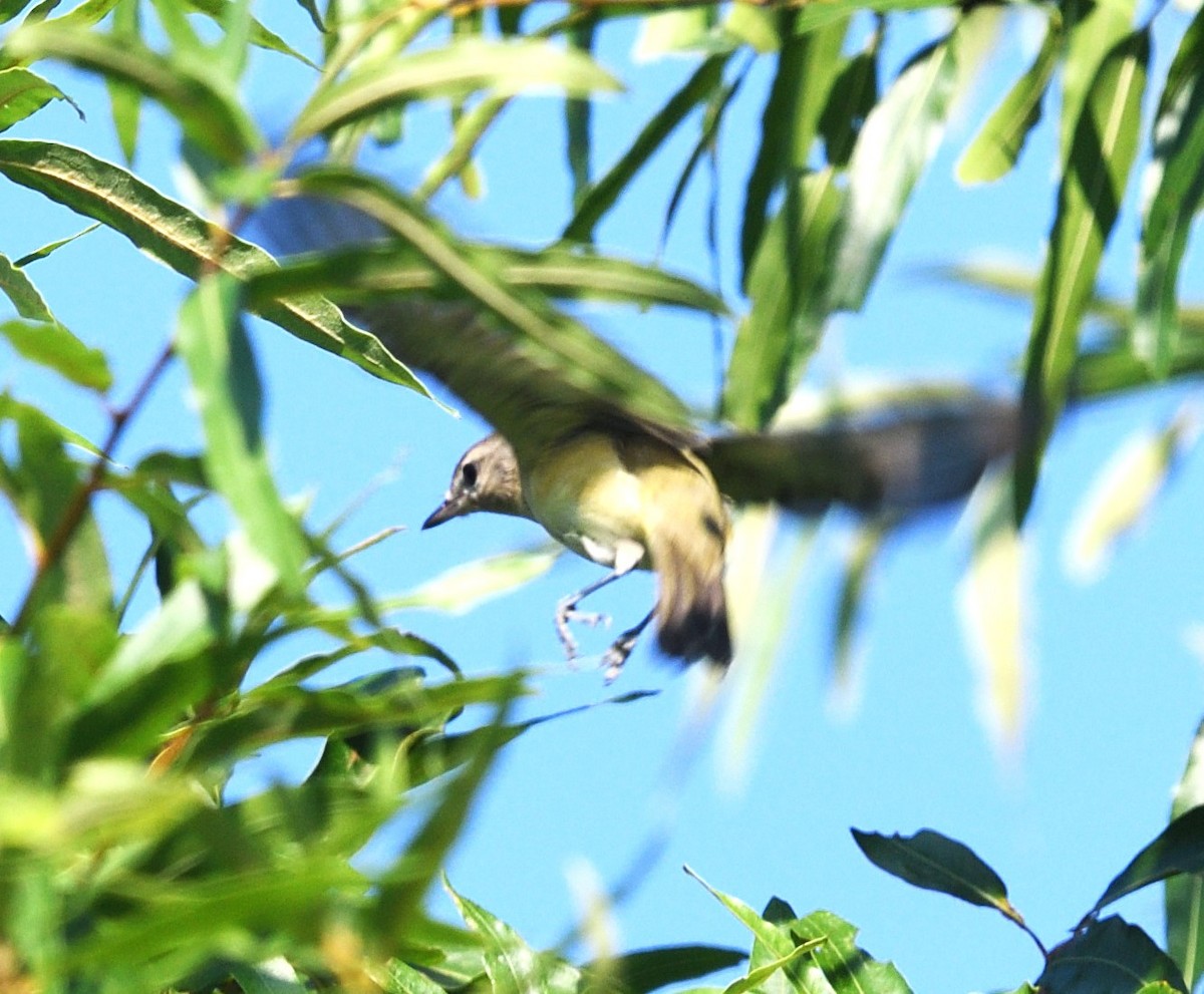 Warbling Vireo - ML622393344