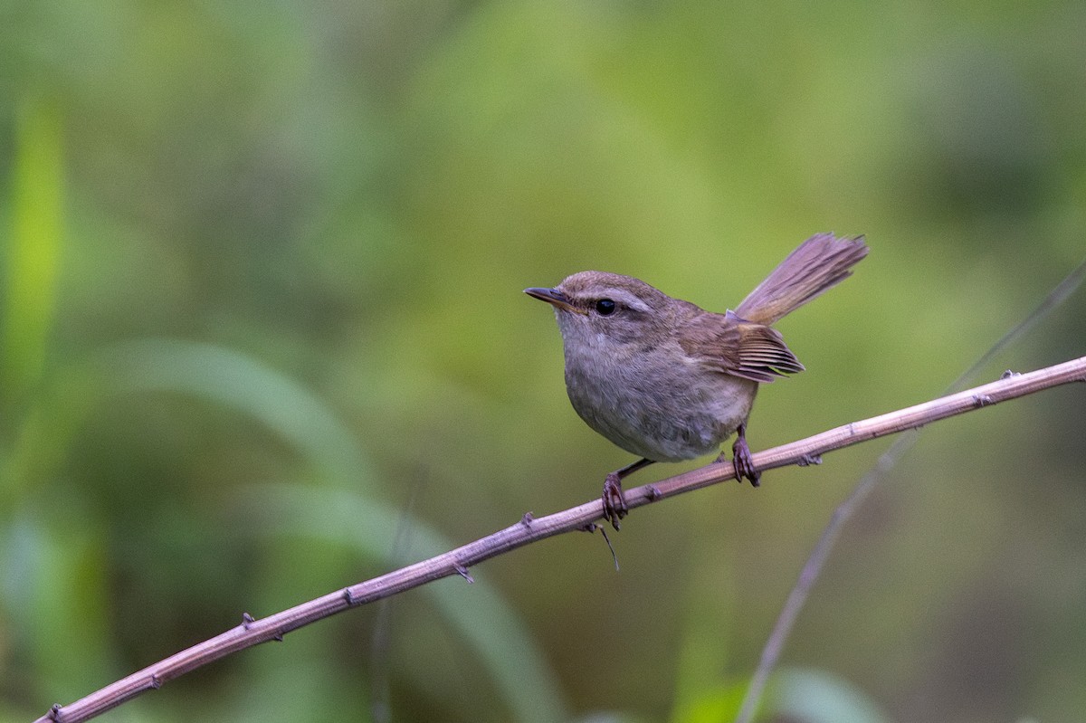 Brownish-flanked Bush Warbler - ML622393366