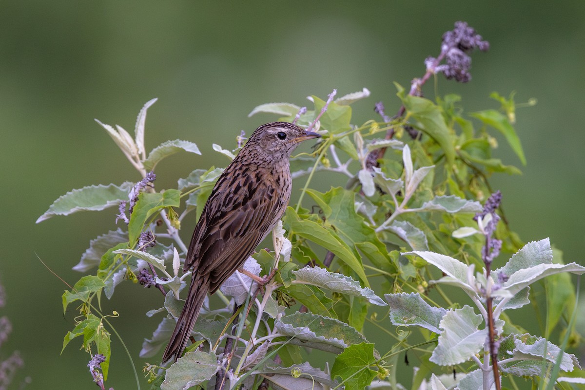 Upland Pipit - ML622393367