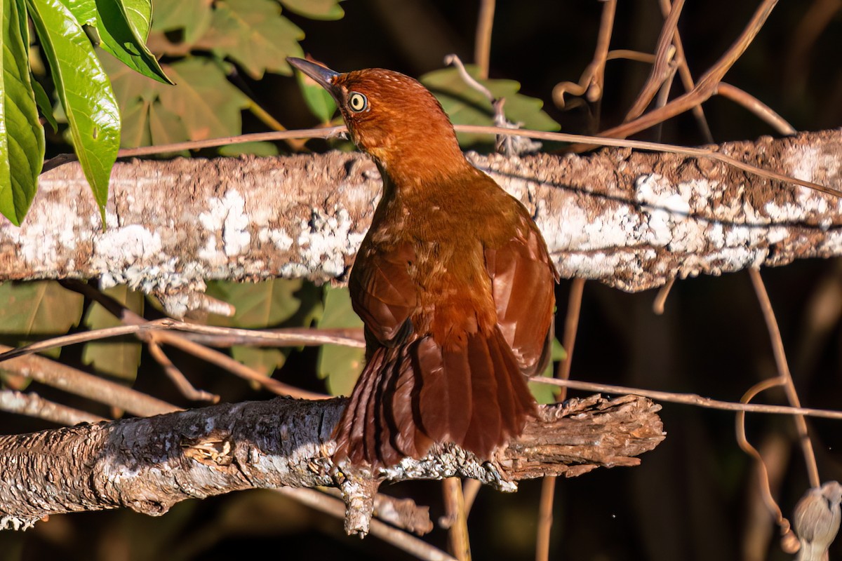 Chestnut-capped Foliage-gleaner - ML622393383