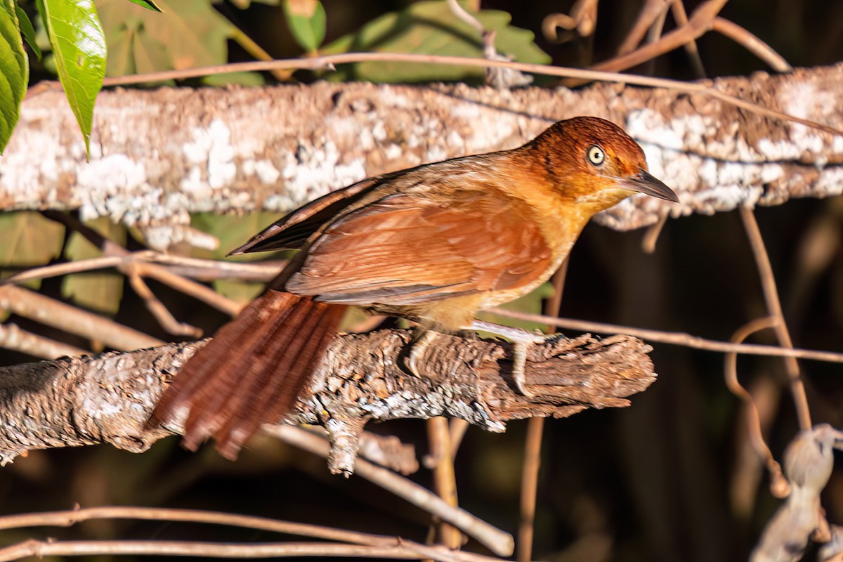 Chestnut-capped Foliage-gleaner - ML622393387