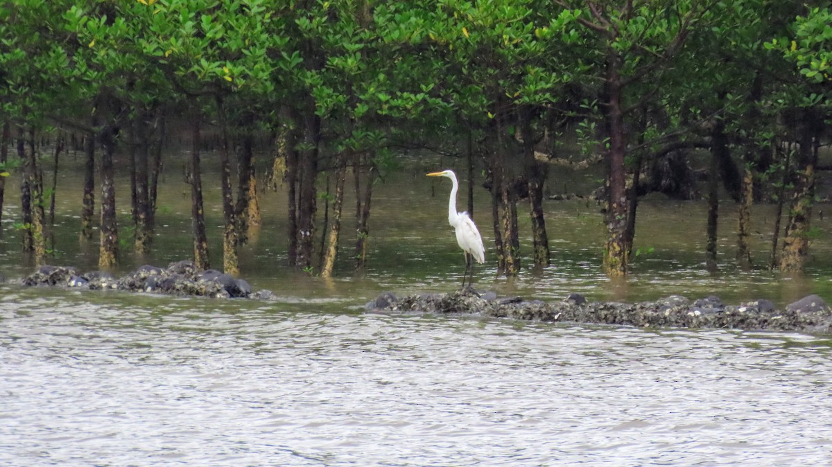 Great Egret - Sunita Dighe