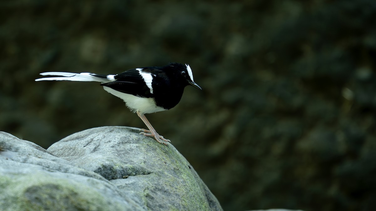 White-crowned Forktail - ML622393435