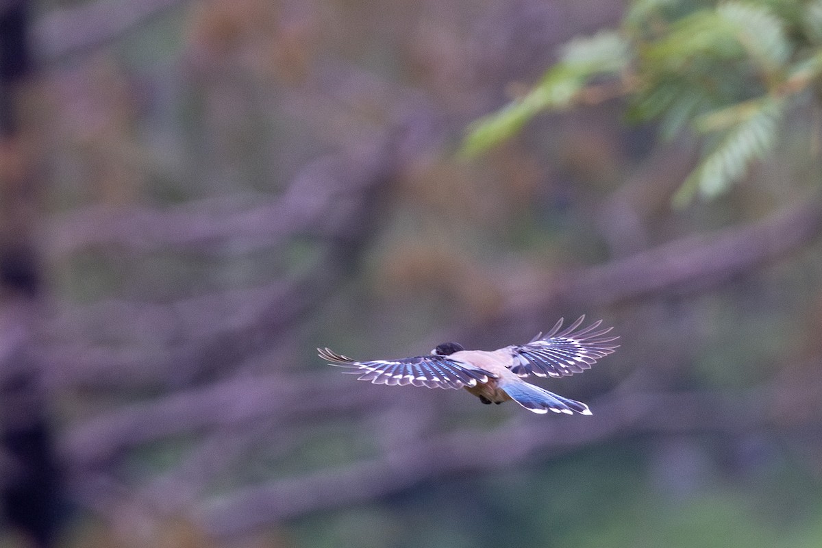 Black-headed Jay - ML622393458