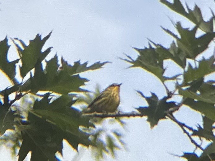 Cape May Warbler - ML622393459