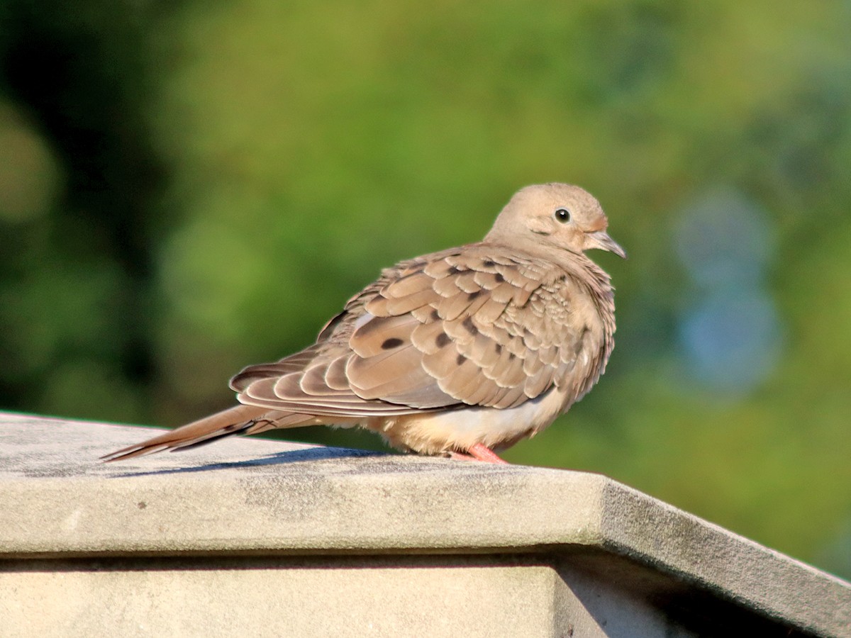 Mourning Dove - ML622393468