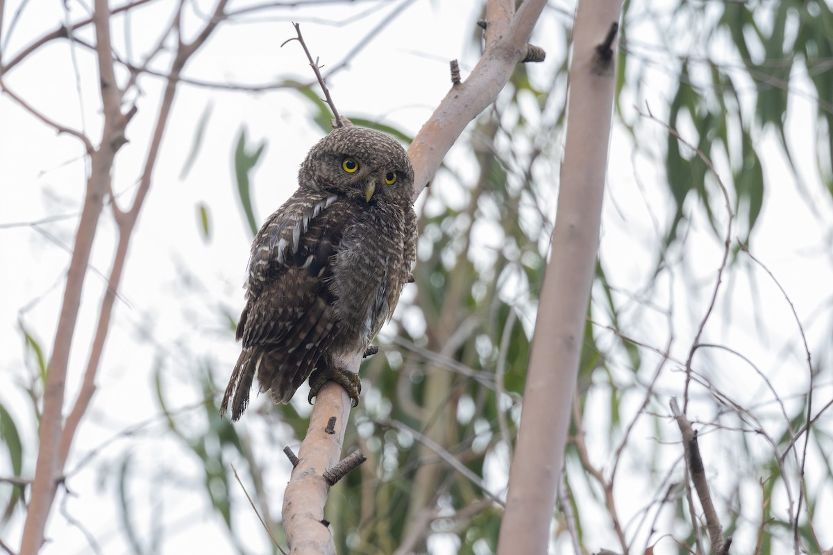 Asian Barred Owlet - ML622393483