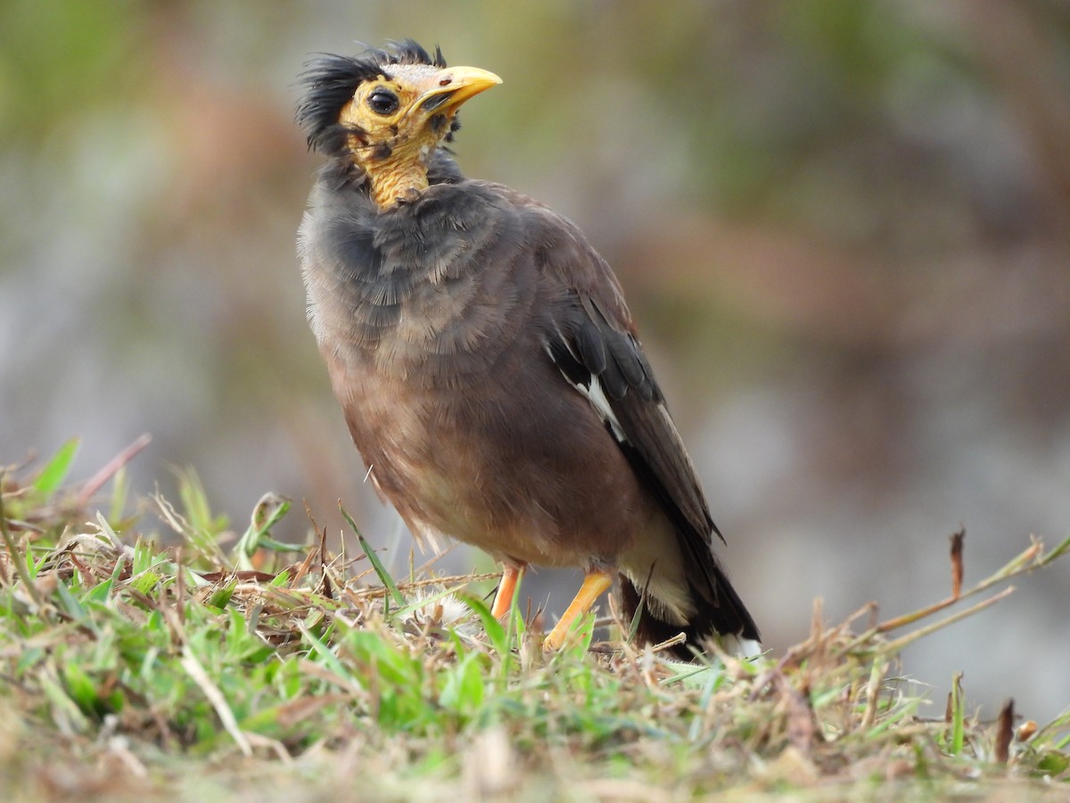 Common Myna - ML622393495