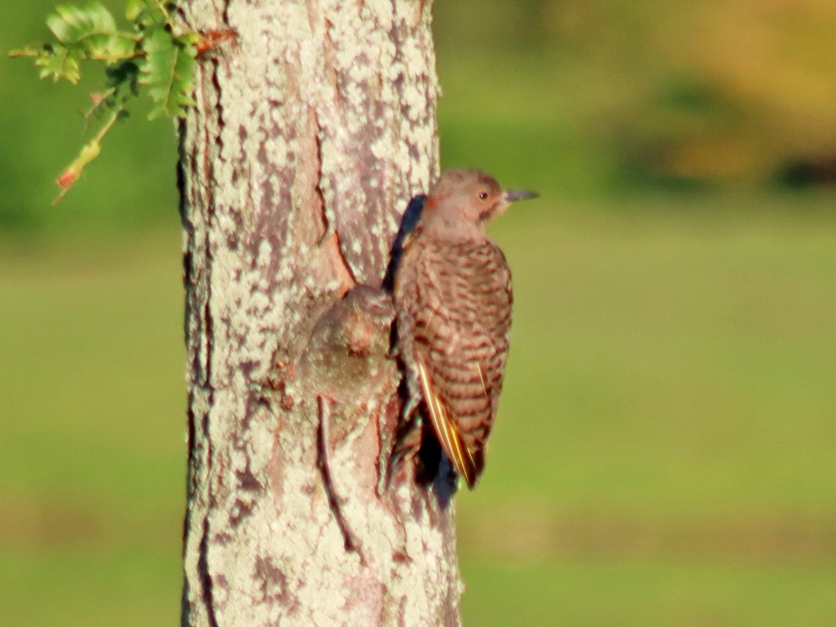 Northern Flicker - ML622393497