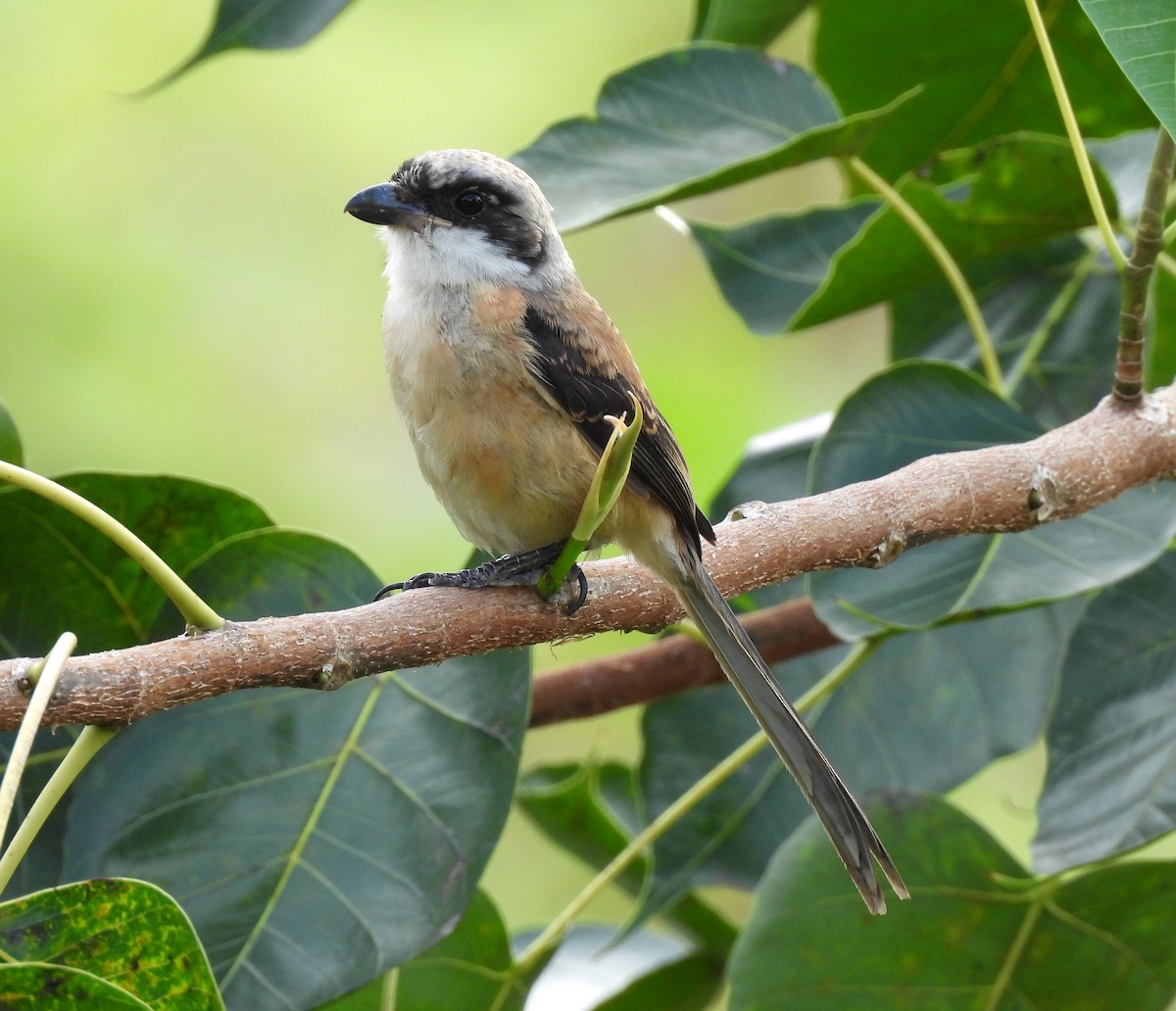 Long-tailed Shrike - Joan Theng