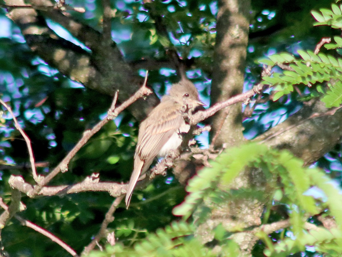 Eastern Phoebe - Sherry Plessner