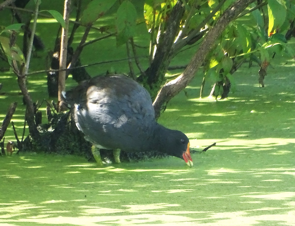 Common Gallinule - ML622393535