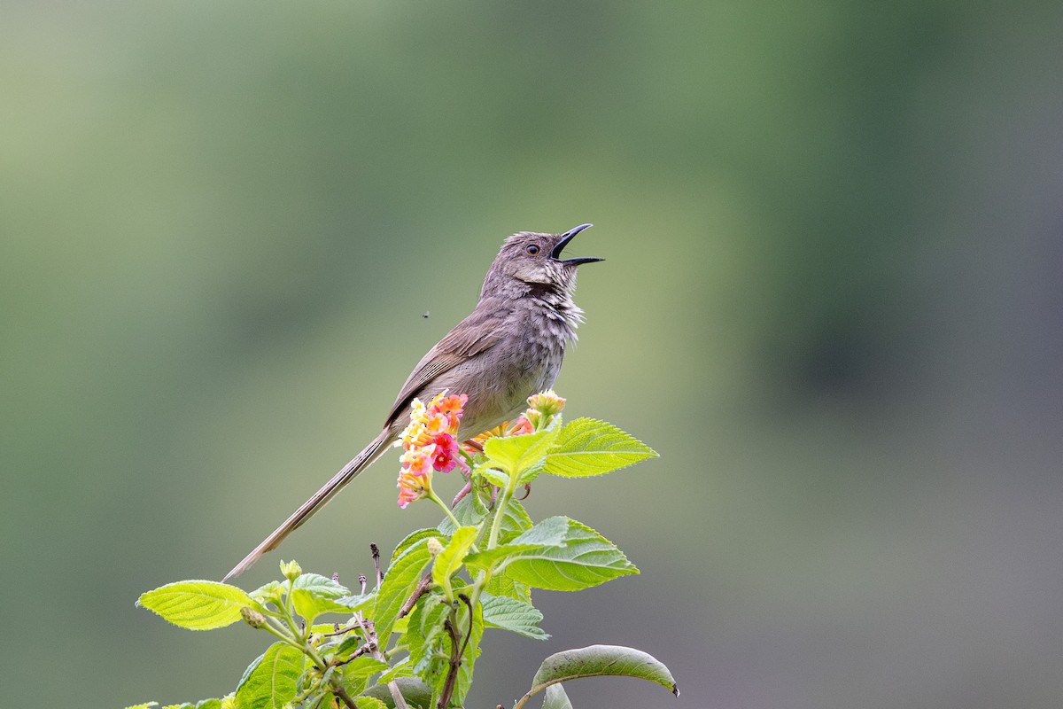 Himalayan Prinia - ML622393544