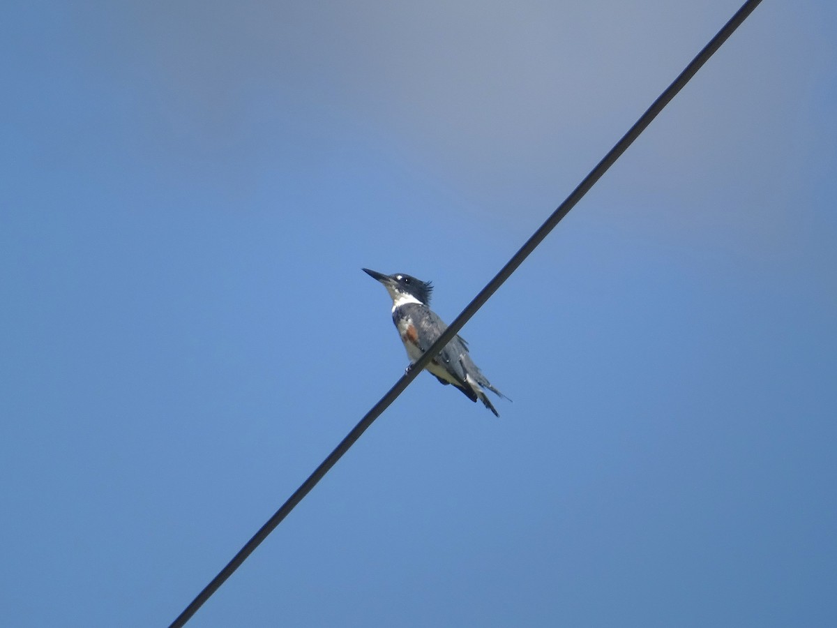 Belted Kingfisher - ML622393552