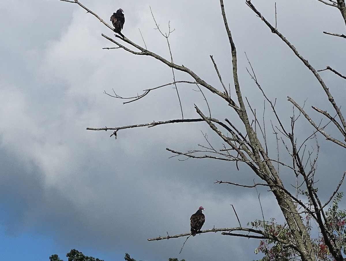 Turkey Vulture - ML622393573