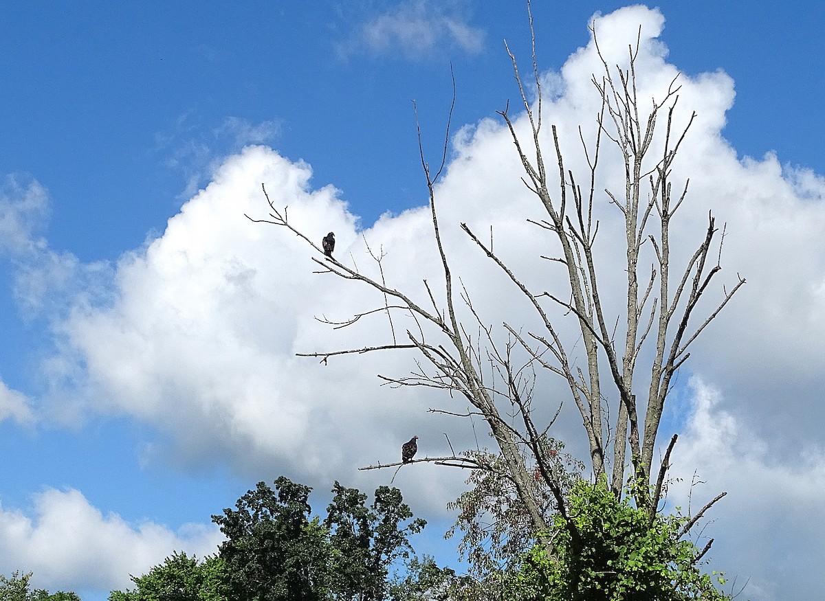 Turkey Vulture - ML622393574