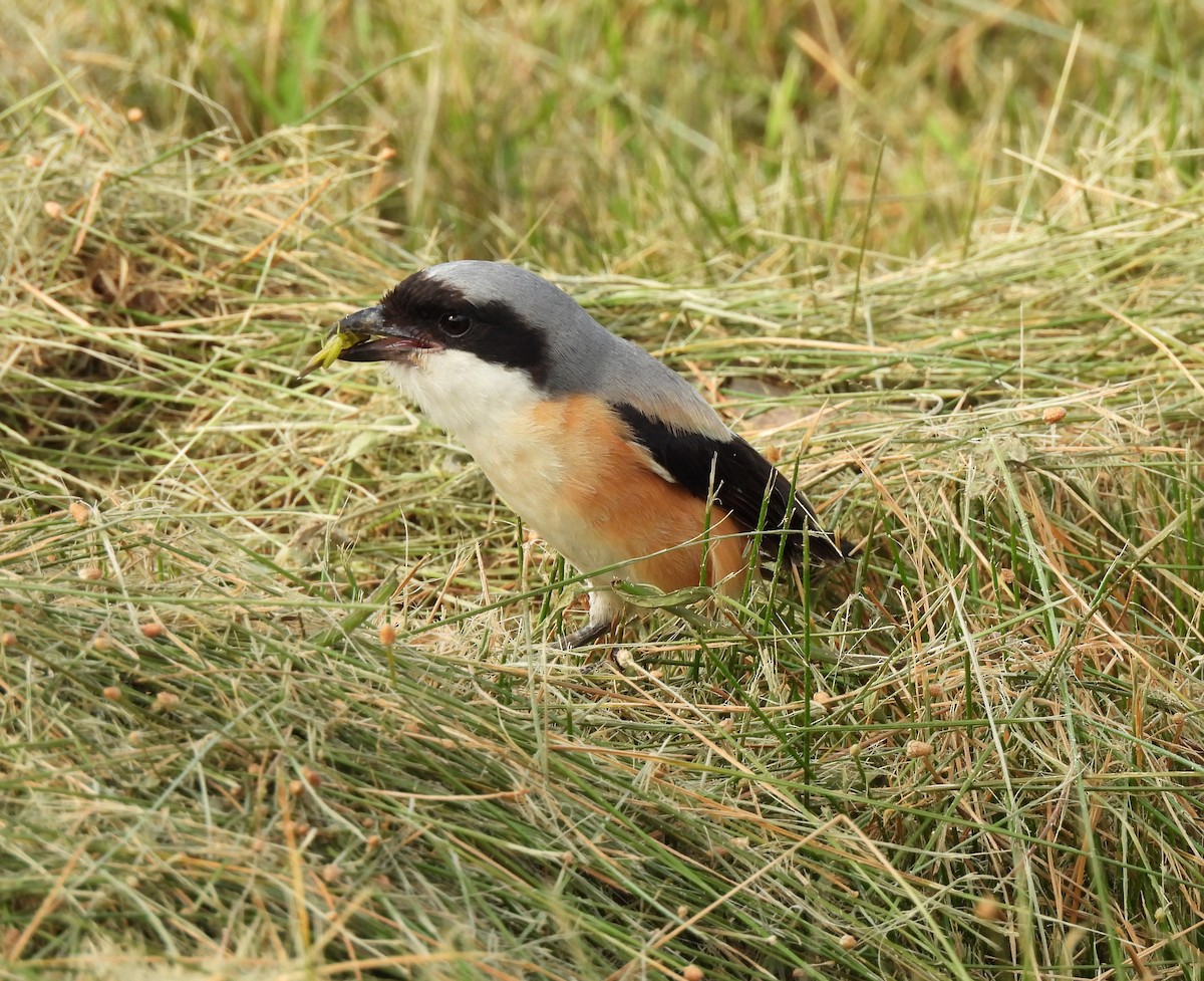 Long-tailed Shrike - ML622393607