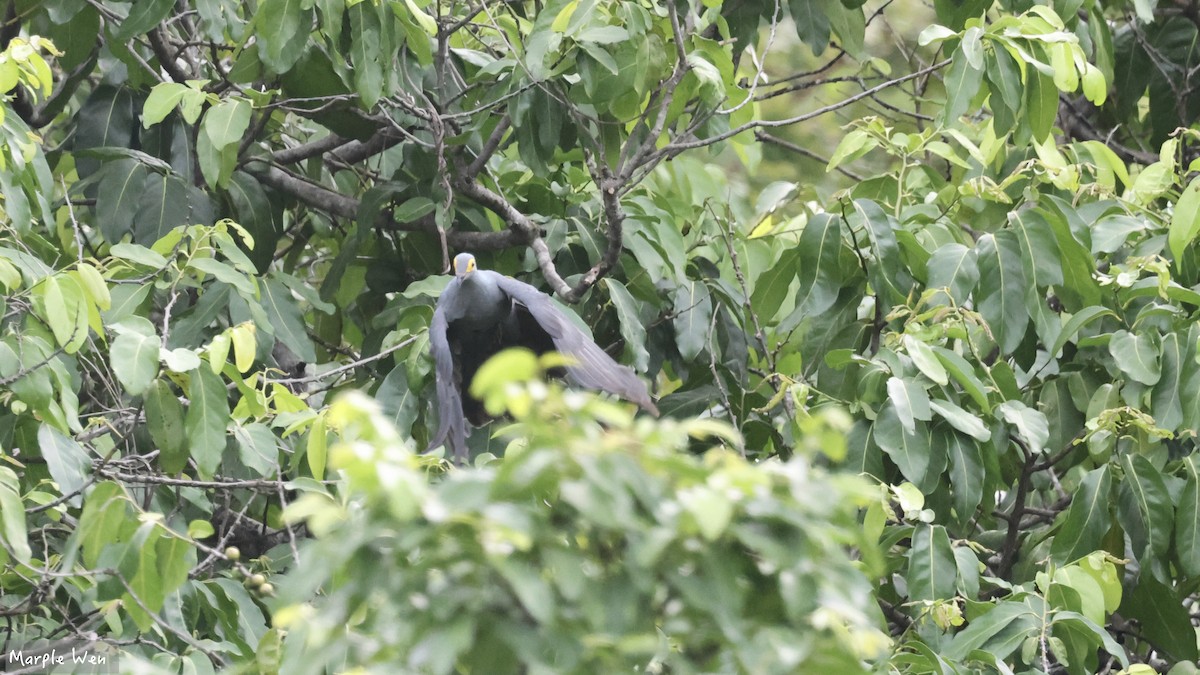 Slaty Cuckoo-Dove - ML622393616