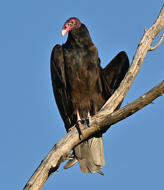 Turkey Vulture - ML622393631