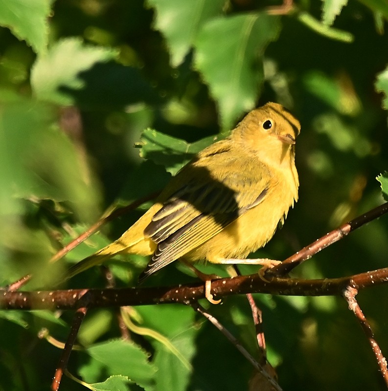 Yellow Warbler - ML622393640