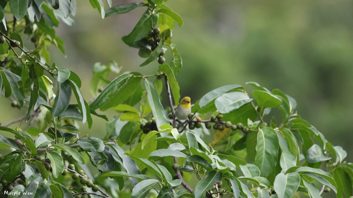 Ashy-bellied White-eye - ML622393659