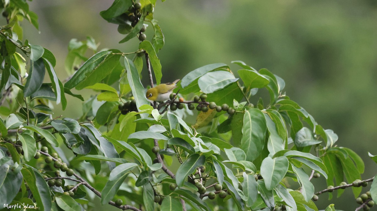 Ashy-bellied White-eye - ML622393660