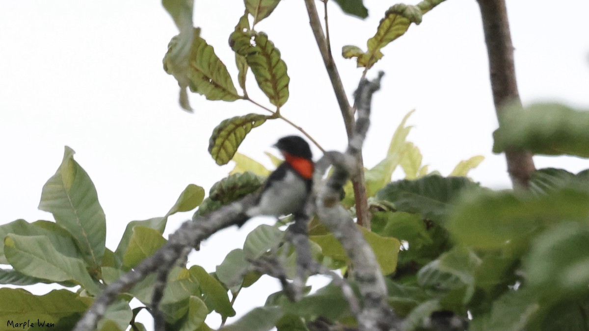 Red-chested Flowerpecker - ML622393674