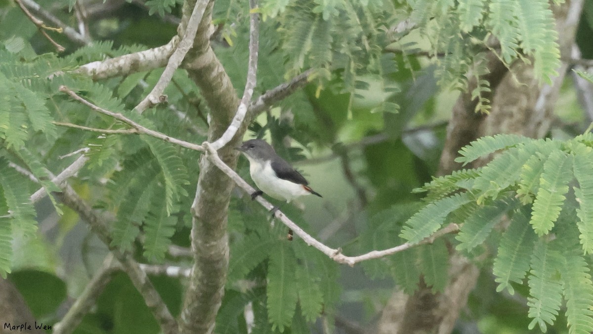 Red-chested Flowerpecker - ML622393676