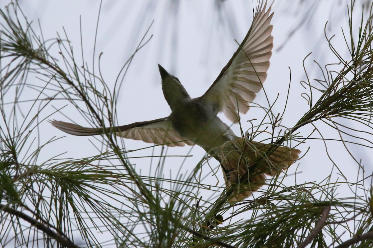 Gray Kingbird - ML622393693