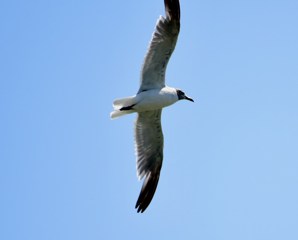 Laughing Gull - Terri Needham