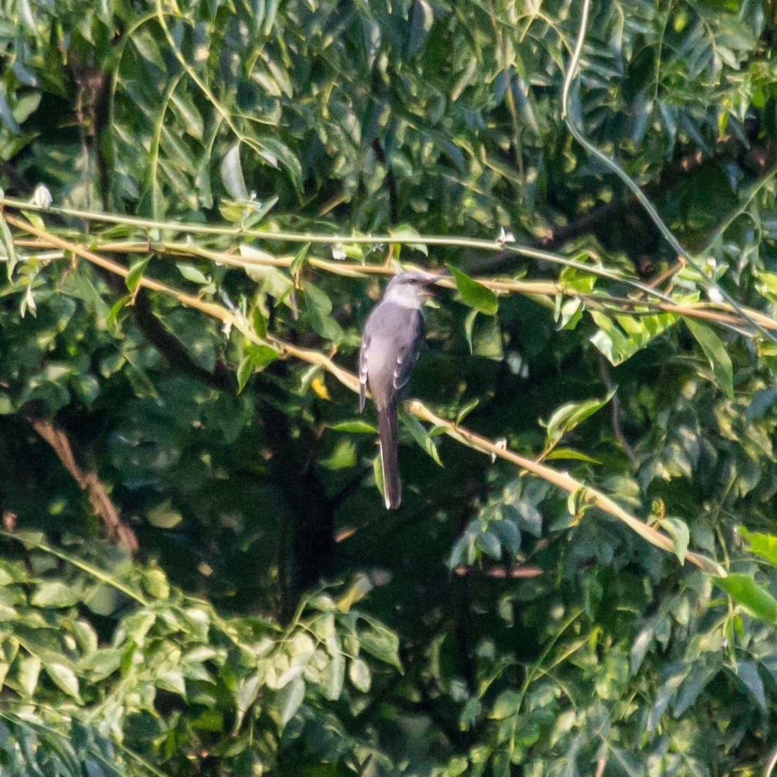 Brown-rumped Minivet - ML622393765