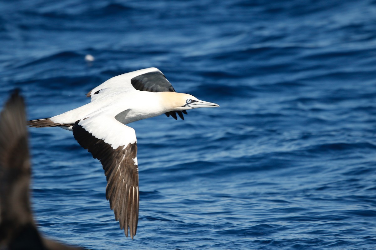 Cape Gannet - ML622393792