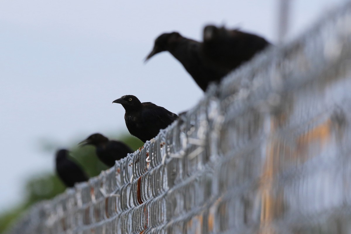 Greater Antillean Grackle - ML622393795