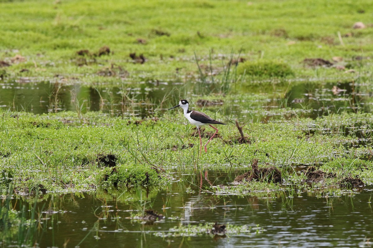 Black-necked Stilt - ML622393839