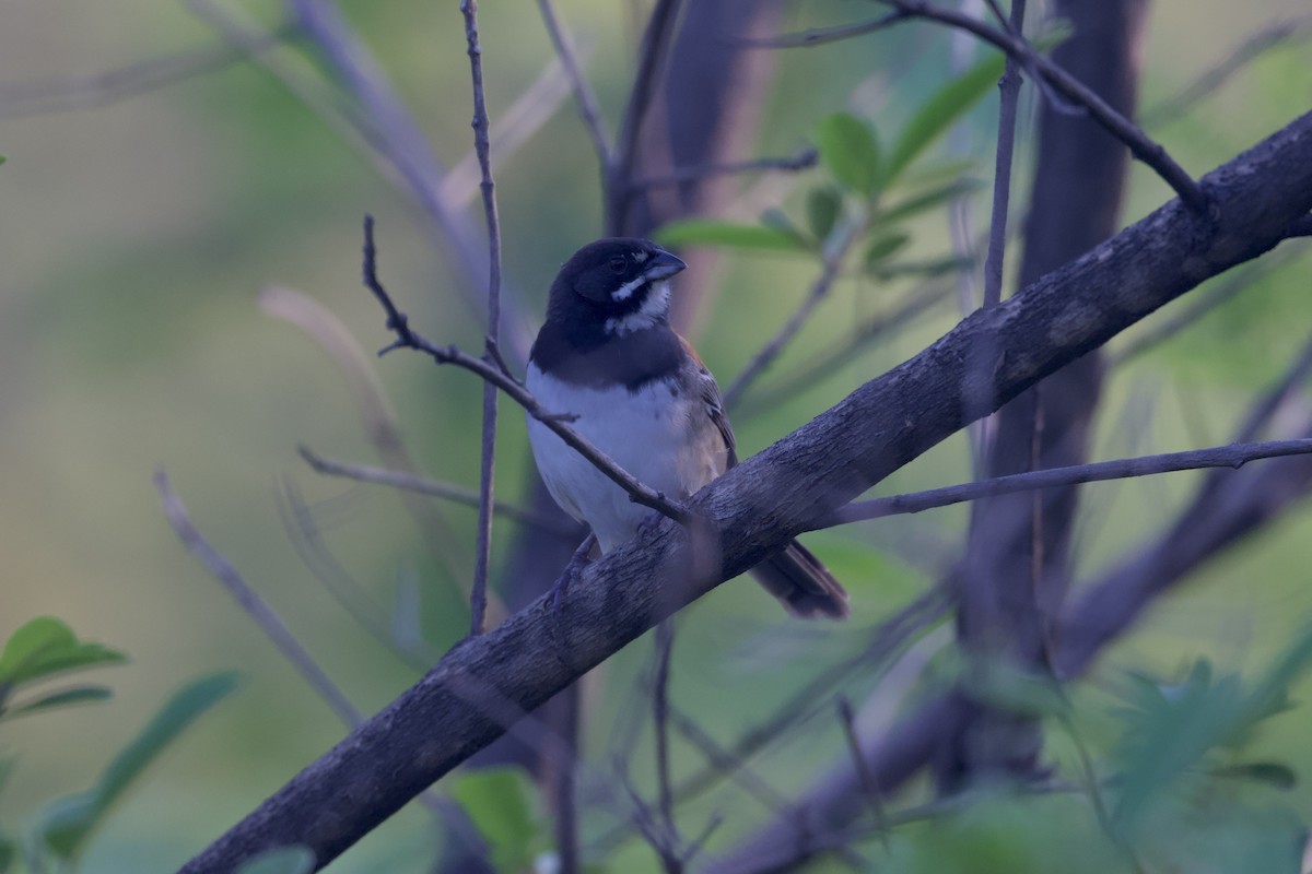 Black-chested Sparrow - ML622393865