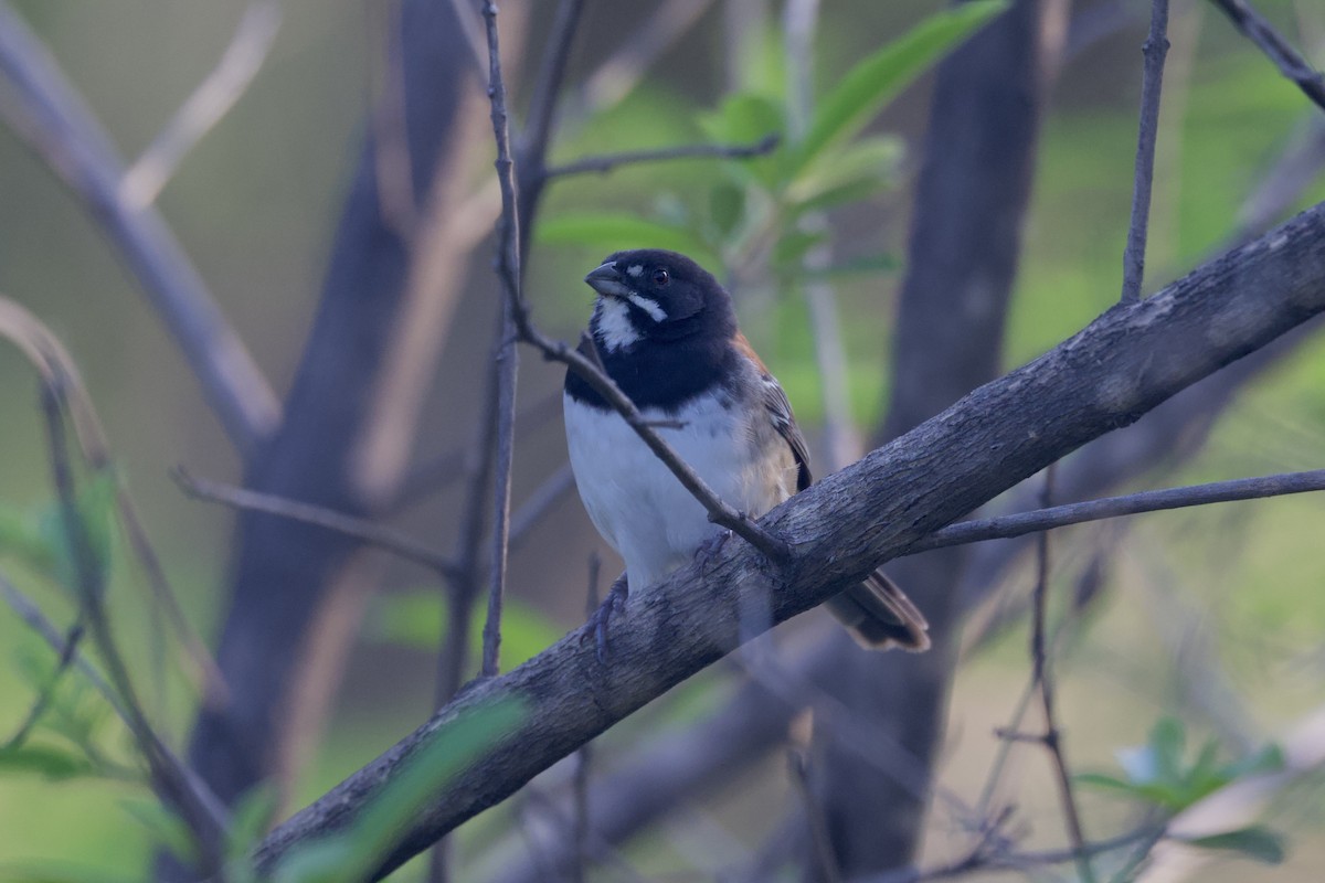 Black-chested Sparrow - ML622393866