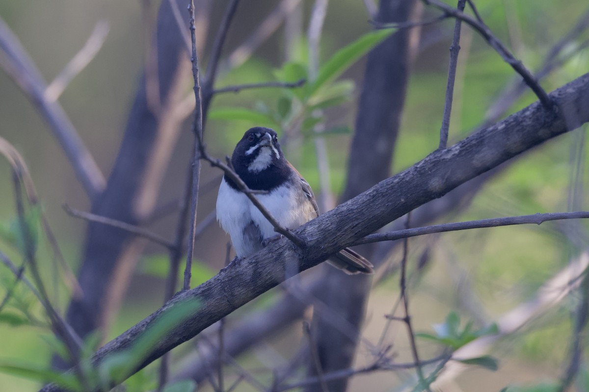 Black-chested Sparrow - ML622393867