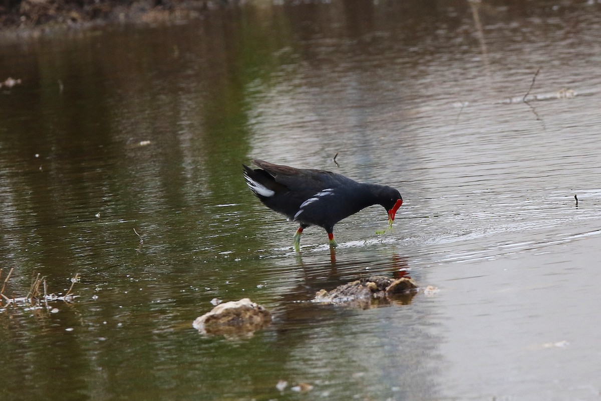 Common Gallinule - ML622393876
