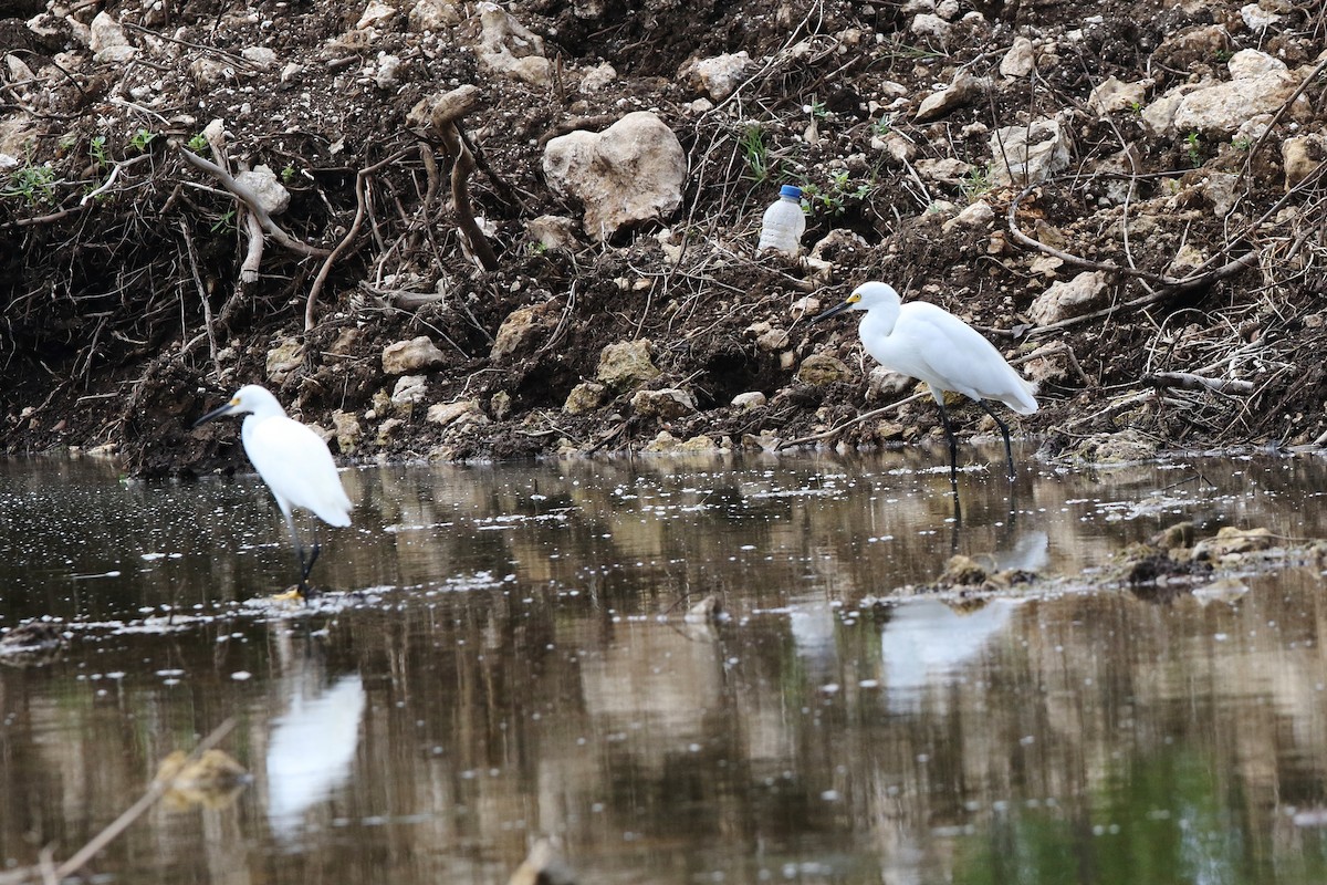 Snowy Egret - ML622393902