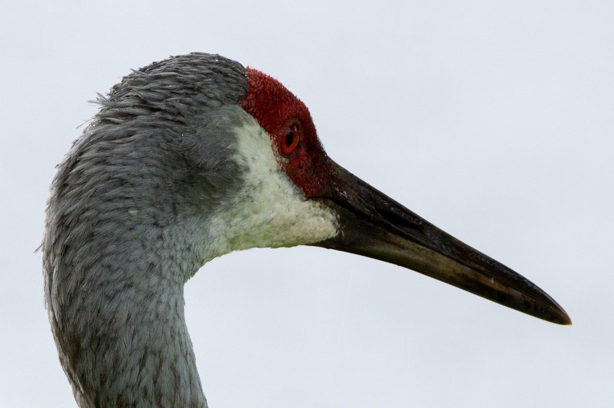 Sandhill Crane (pratensis) - ML622393915