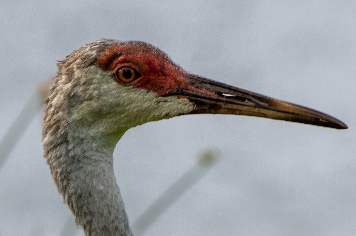 Sandhill Crane (pratensis) - ML622393916