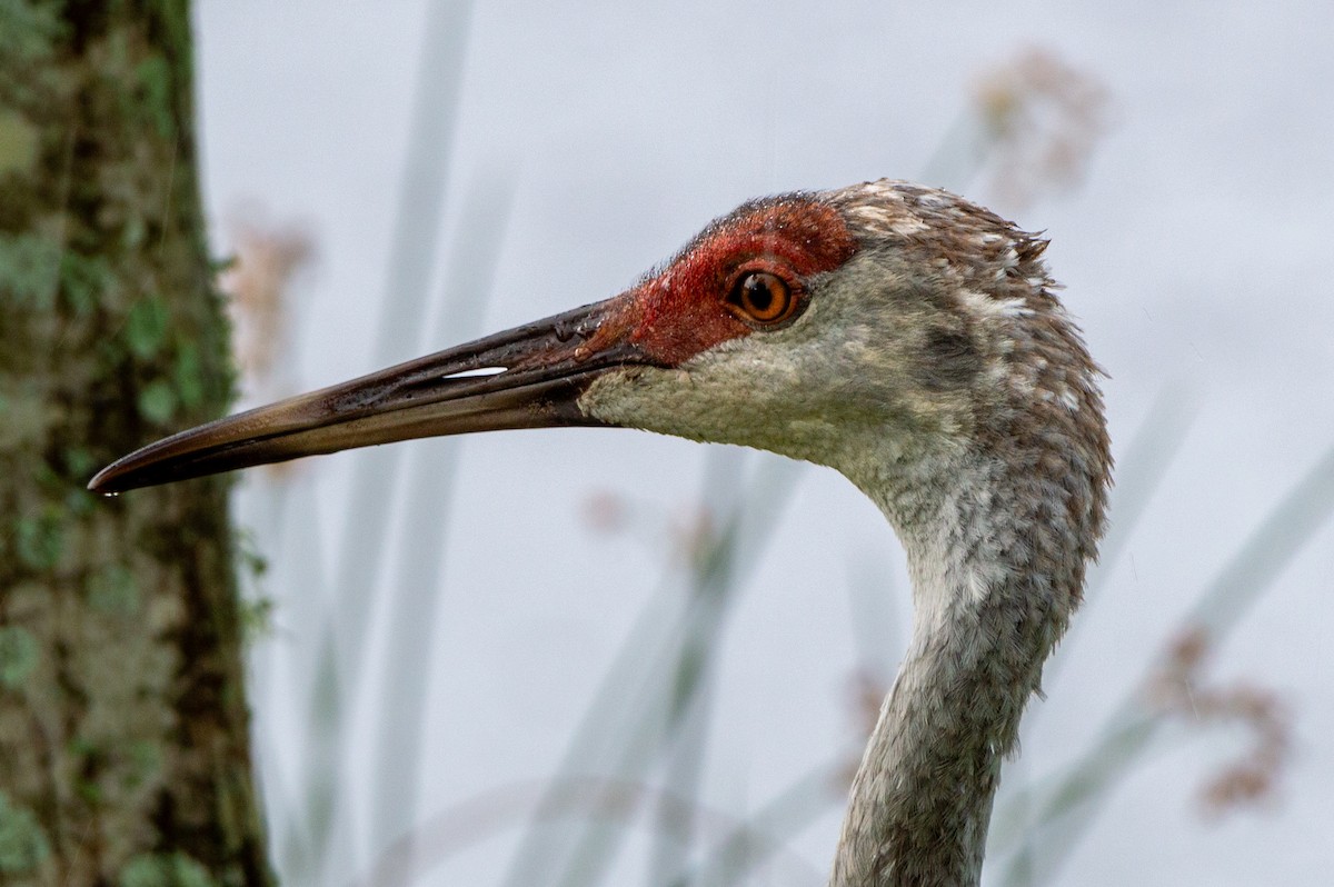 Sandhill Crane (pratensis) - ML622393917