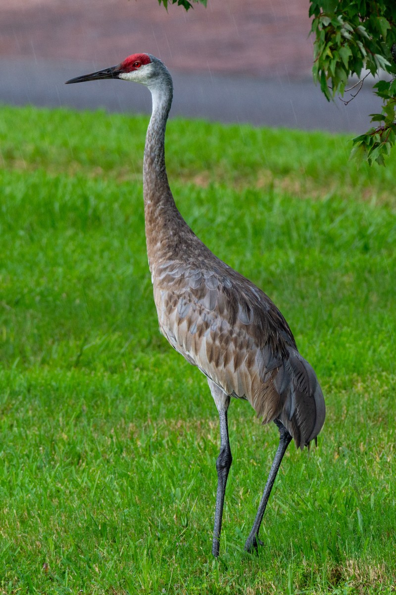 Sandhill Crane (pratensis) - Anonymous