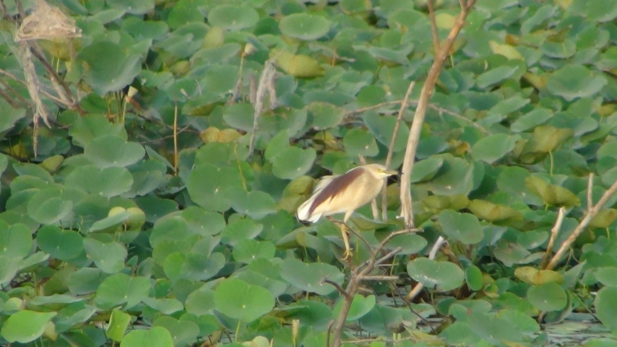 pond-heron sp. - ML622393942