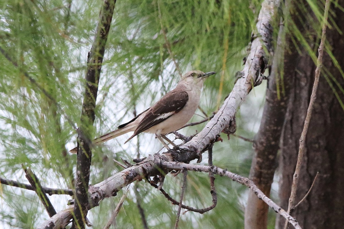 Northern Mockingbird - ML622393947