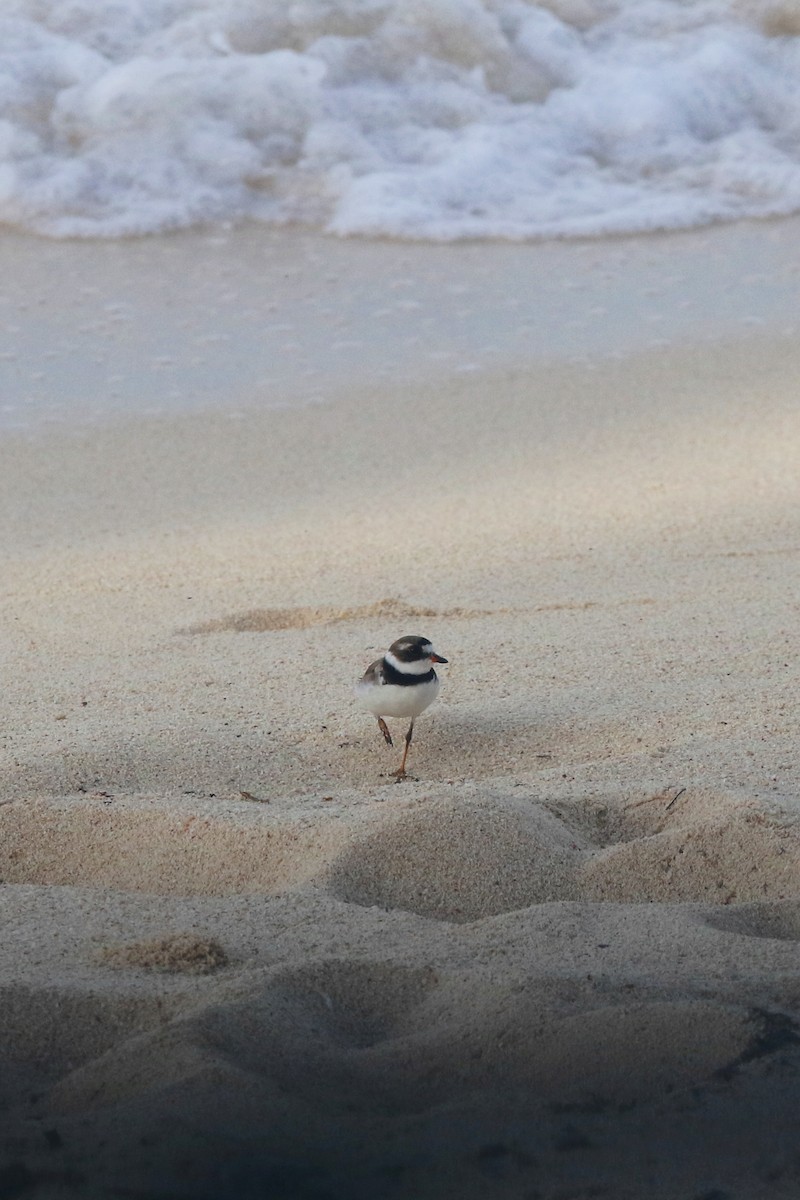 Semipalmated Plover - ML622394017