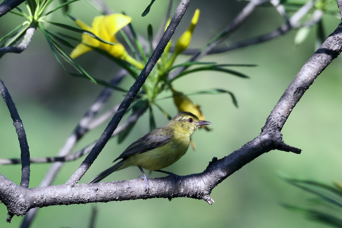 Golden Vireo - ML622394026