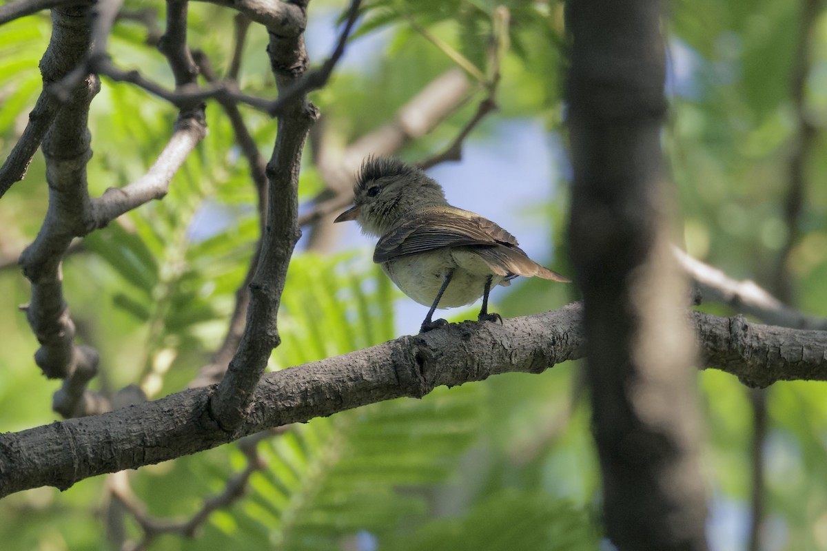 Northern Beardless-Tyrannulet - ML622394049