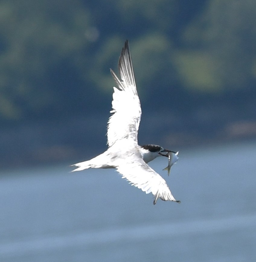 Forster's Tern - ML622394053