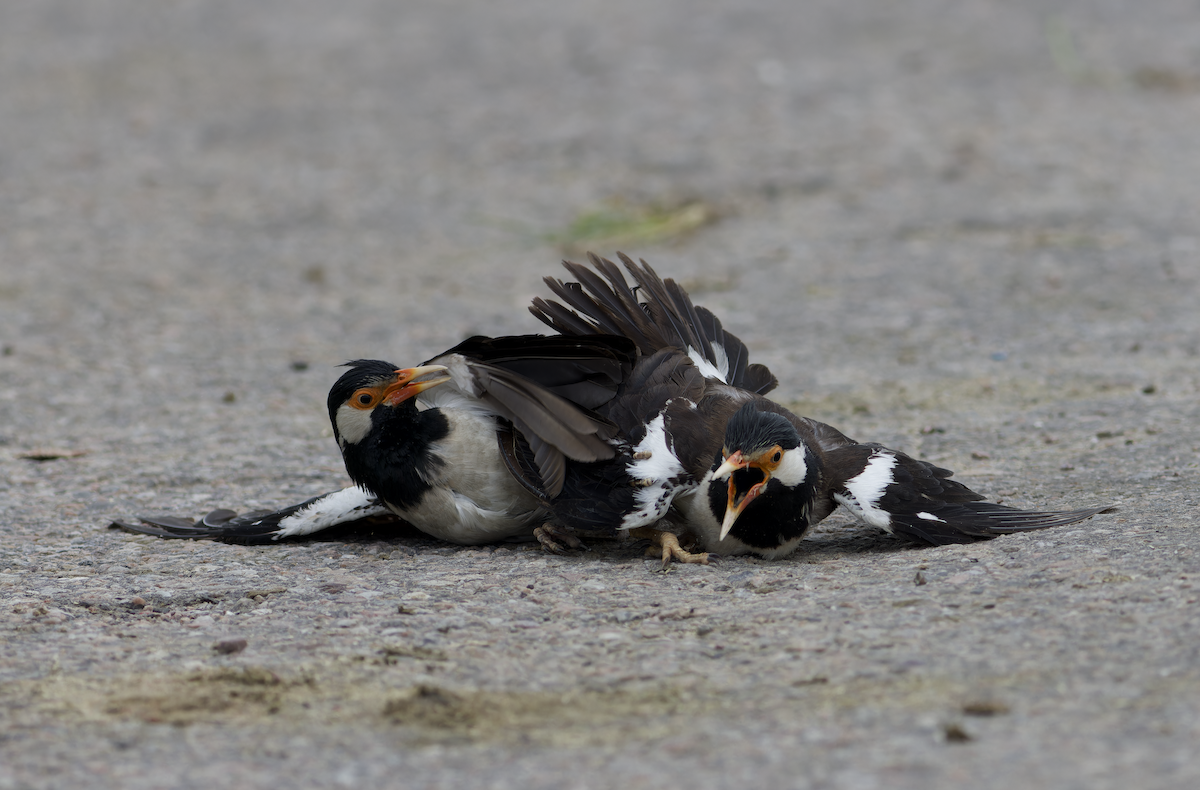 Indian Pied Starling - ML622394147